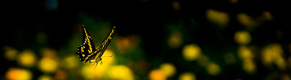 20180907_Butterfly Dreams_3