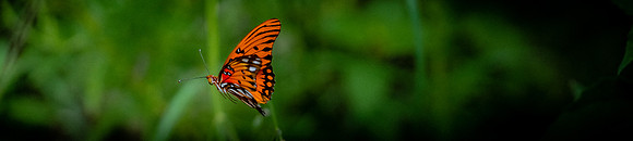 20180907_Butterfly Dreams_4