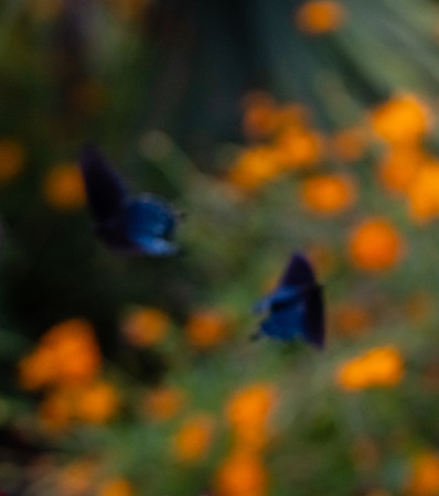 20180907_Butterfly Dreams_2
