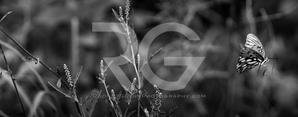 September 07, 2018_RGP7059_56630