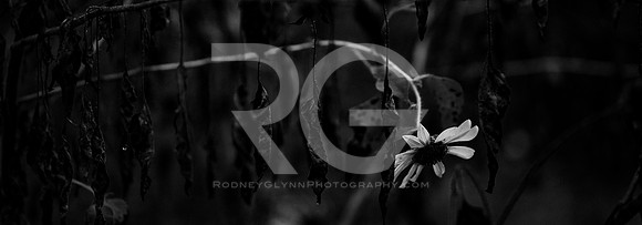 September 22, 2018_RGP9348_63349