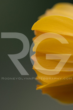August 08, 2018_RGP4652_53565