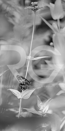 August 04, 2018_RGP4185_53040
