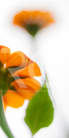 August 12, 2018_RGP5243_53953