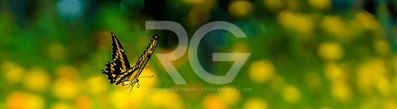September 07, 2018_RGP7374_56357