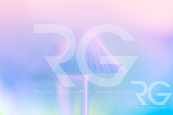 September 25, 2019_RGP1260_80920
