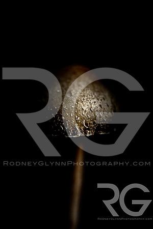 September 21, 2019_RGP1248_80869-Edit