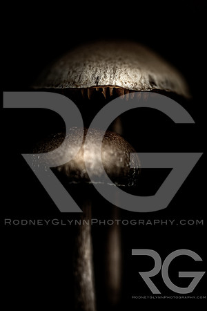 September 21, 2019_RGP1250_80871-Edit